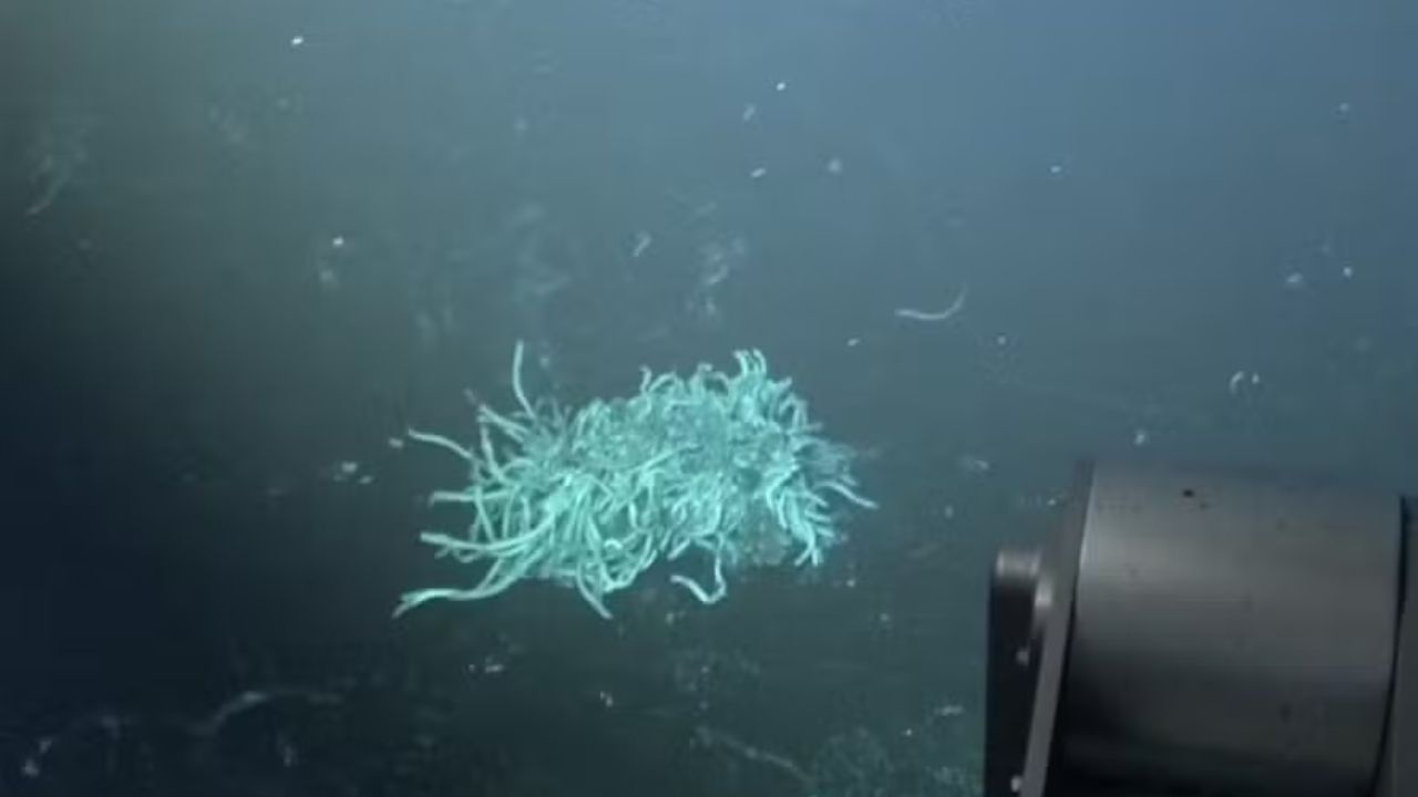 Cientistas testemunham erupção vulcânica na Cordilheira do Oceano Profundo