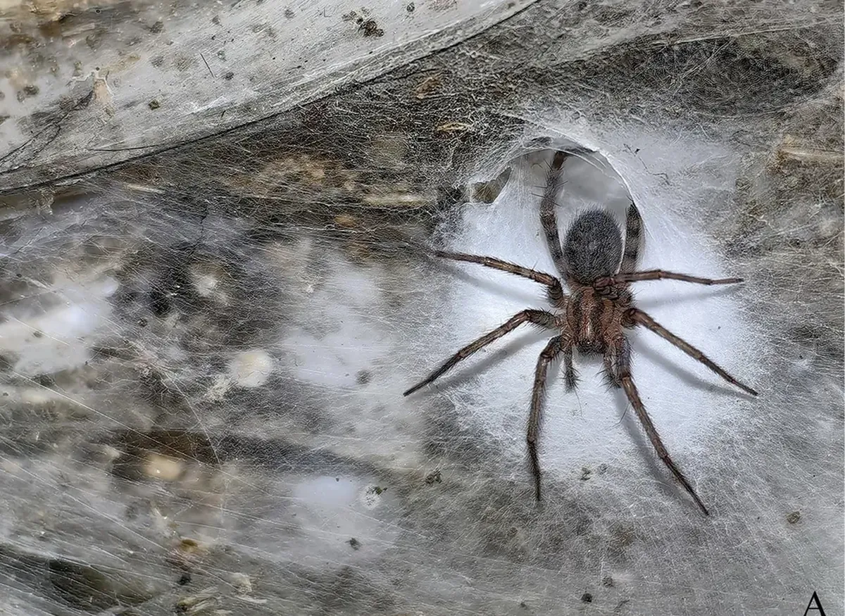 Maior teia de aranha do mundo achada em caverna abriga mais de 111 mil aracnídeos fotos Biologia Galileu