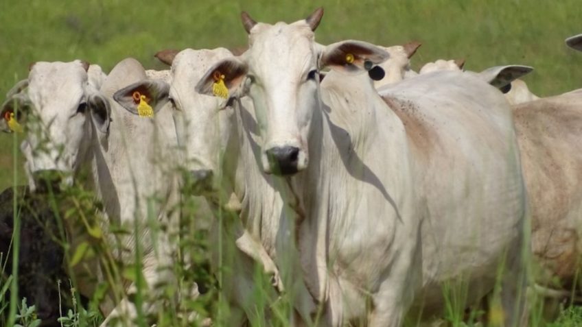 Parasita mortal infecta 3 bois nos EUA e ameaça indústria pecuária