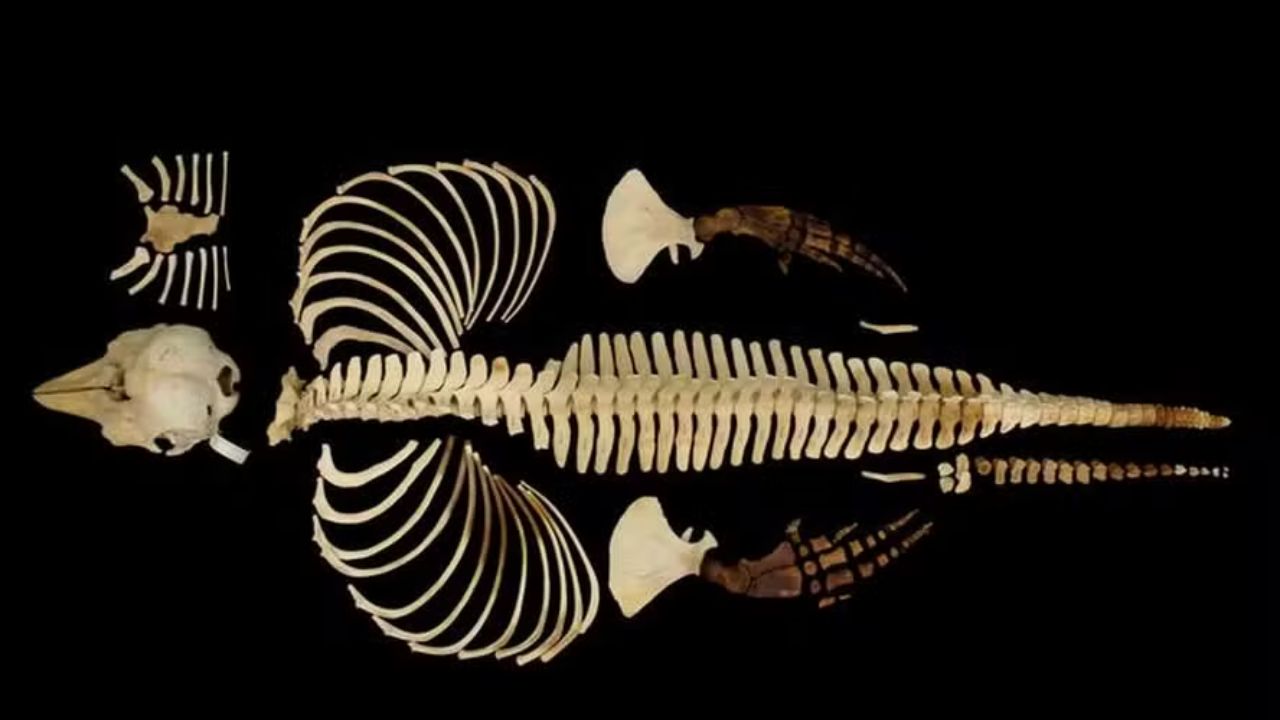 Cientistas criam réplica 3D do esqueleto do mamífero marinho mais ameaçado do mundo - Aventuras na História