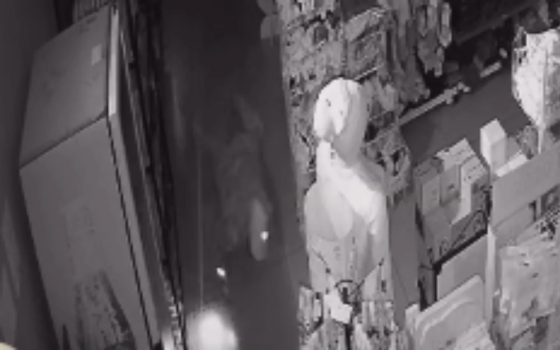 VÍDEO: Criminosos invadem papelaria, furtam brinquedos e dinheiro em Novo Hamburgo abc+