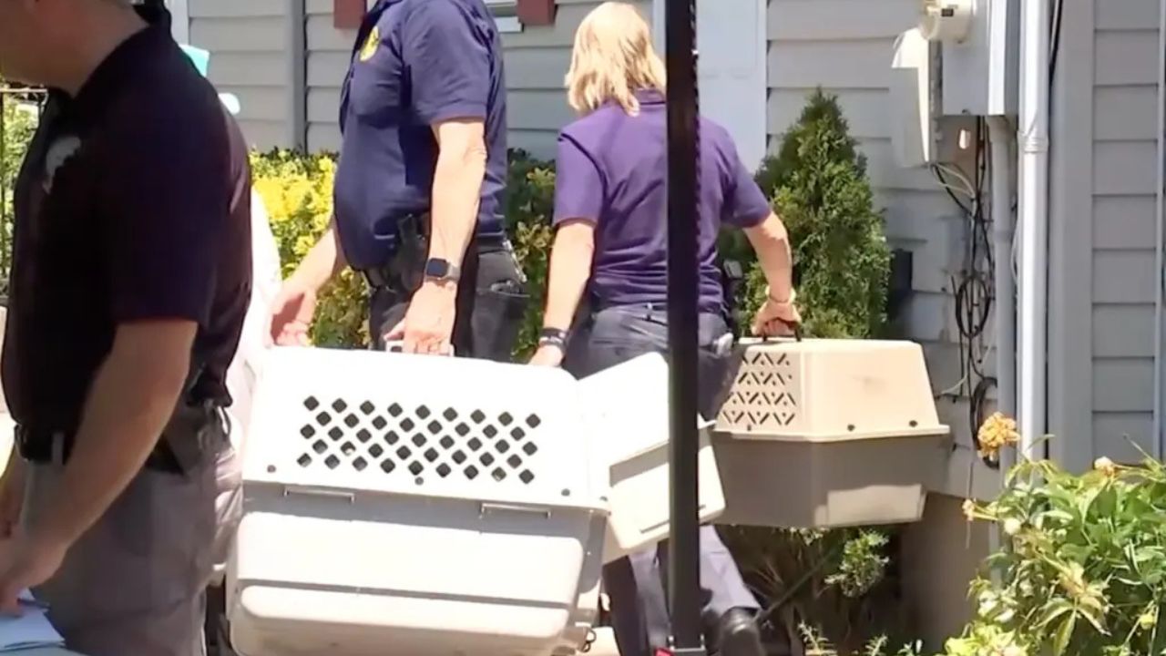 Resgate em Long Island: 155 animais são salvos de casa em condições cruéis - Aventuras na História