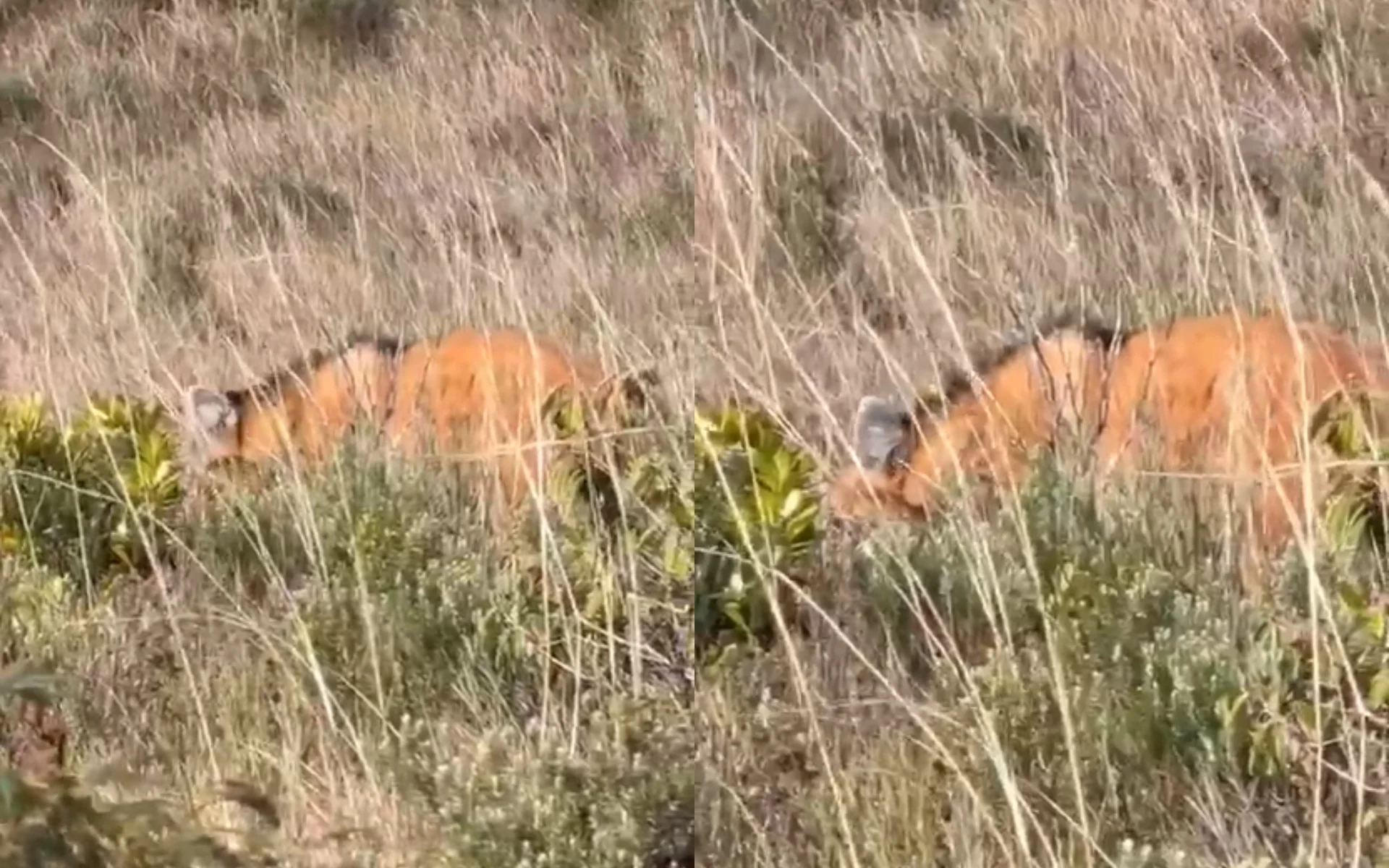 VÍDEO: Maior canídeo da América do Sul, animal ameaçado de extinção é flagrado em cânion na Serra abc+