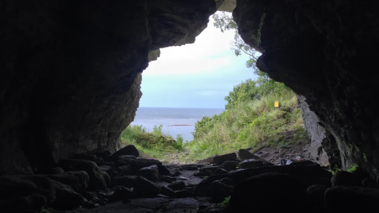 Lobos foram levados por humanos a ilha remota na Suécia há 5 mil anos, diz estudo - Aventuras na História