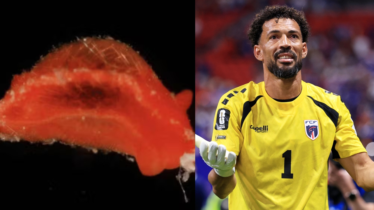 Nova espécie de molusco é nomeada em homenagem ao goleiro Vozinha - Aventuras na História
