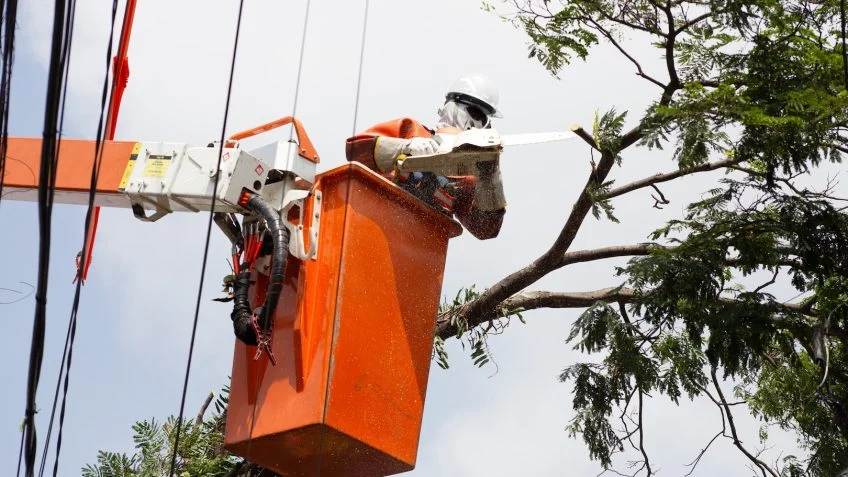 Enel quase dobra podas preventivas para proteger rede em SP Poder360