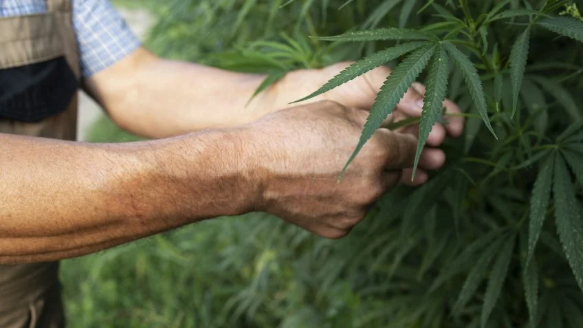Anita Krepp Projeto de lei traz segurança jurídica para cultivadores de cannabis