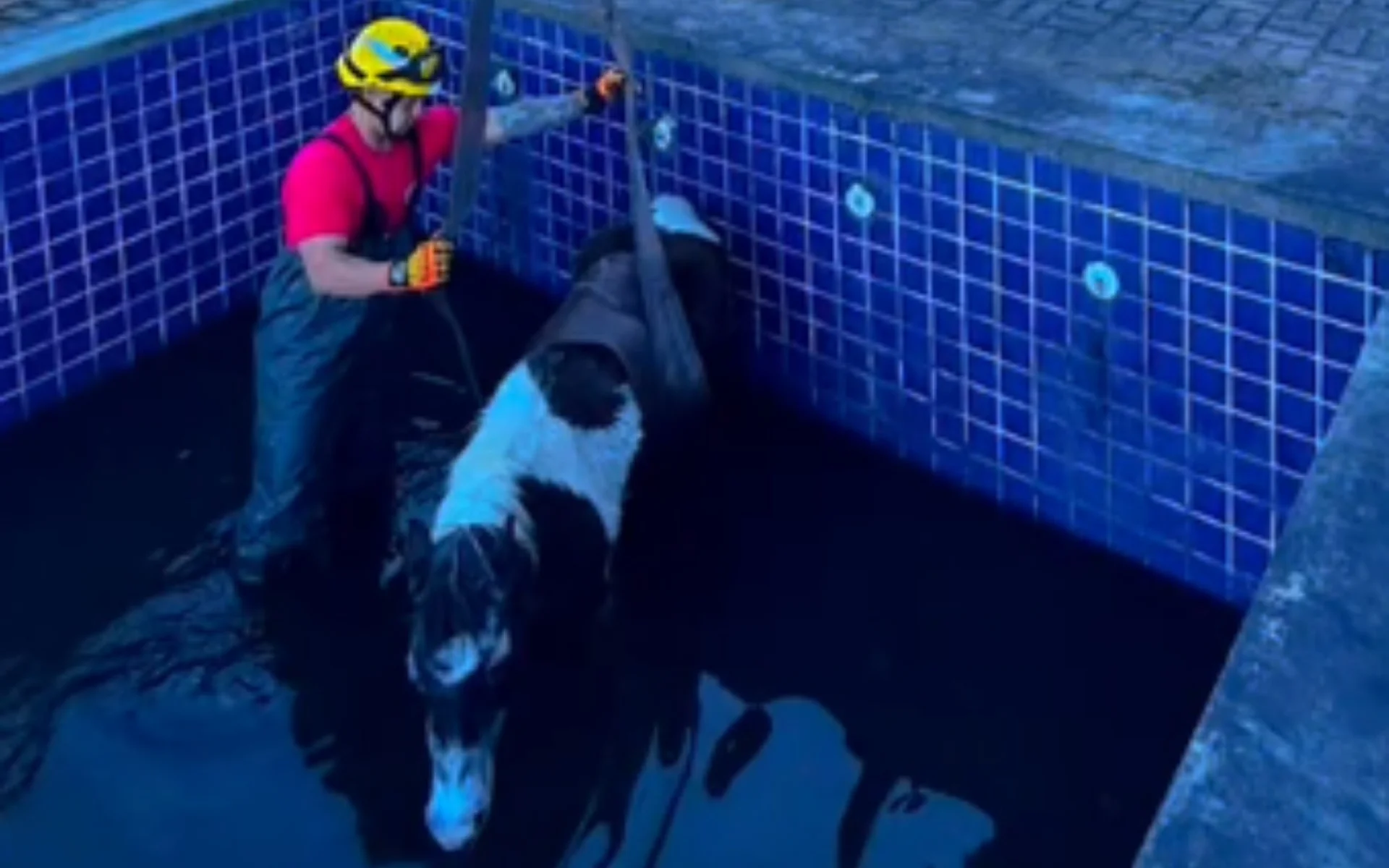 VÍDEO: Cavalo de 30 anos é resgatado após cair em piscina desativada na Serra gaúcha abc+