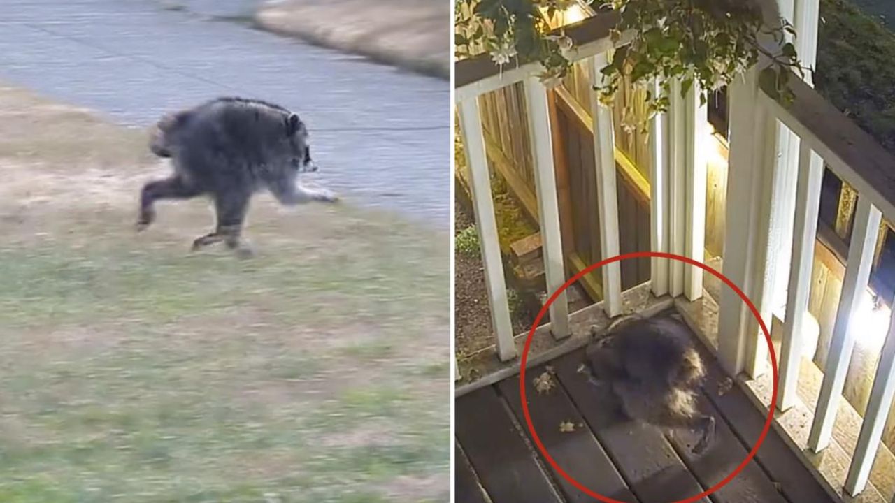 Guaxinim com condição rara assusta moradores de Seattle - Aventuras na História