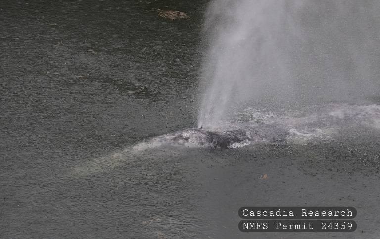 Baleia-cinzenta é encontrada morta no meio de rio dos EUA; fotos