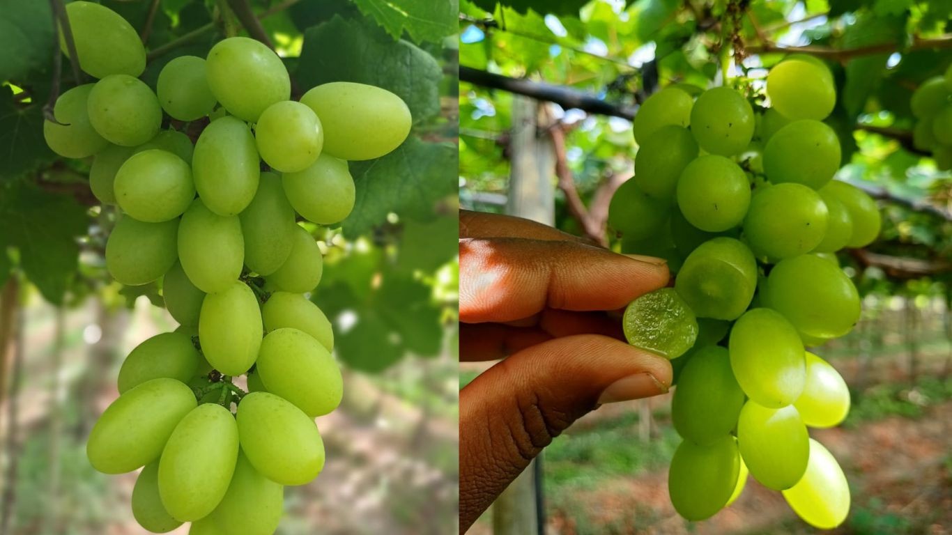 Setores do agro brasileiro busca saída após tarifa de Trump G1
