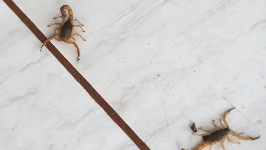 Saiba como evitar escorpiões e agir em caso de picada
