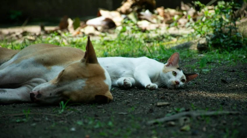 Projeto aumenta pena por maus-tratos contra cães e gatos