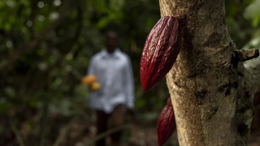 Preço do cacau cai 75% e ameaça produtores africanos