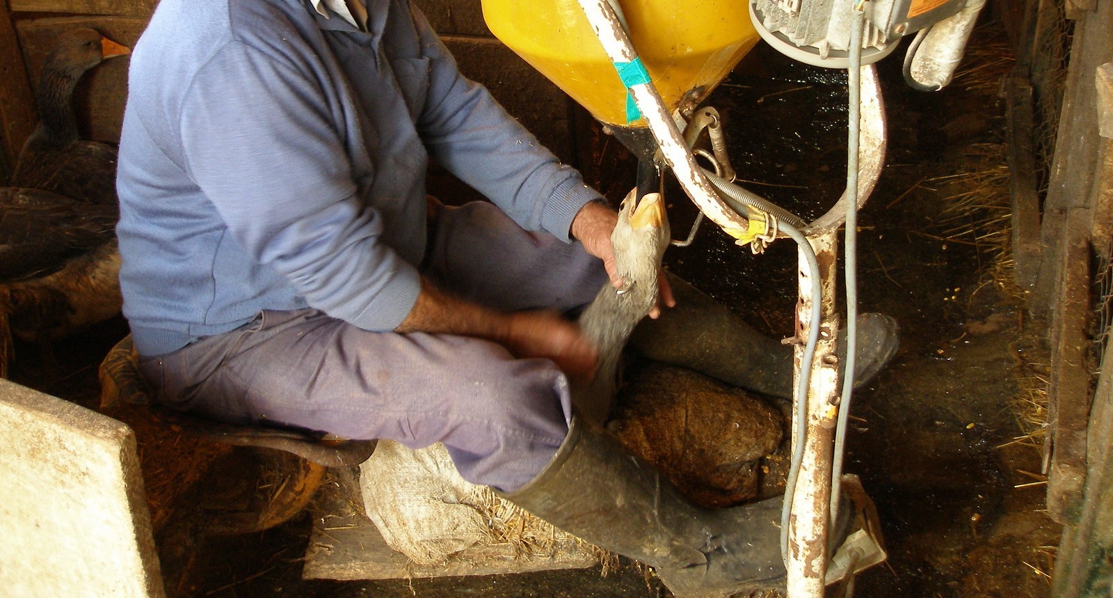 Brasil proíbe foie gras após classificar técnica como maus-tratos G1