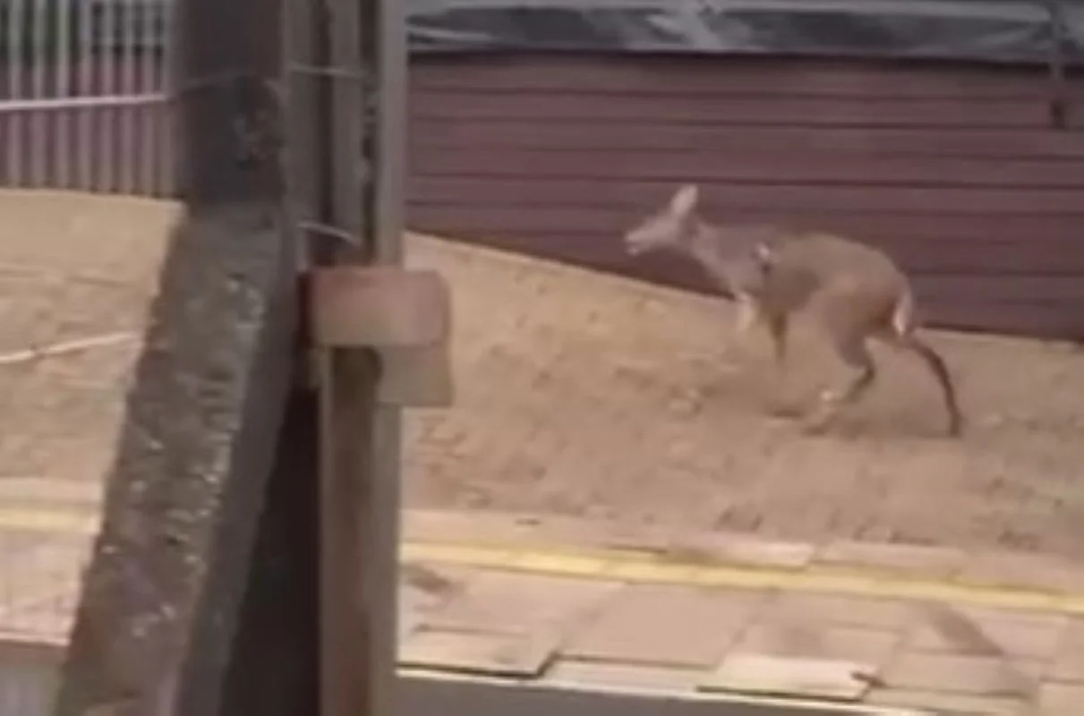 Cervo aparece em bairro de Gramado e passeia em cafeteria abc+