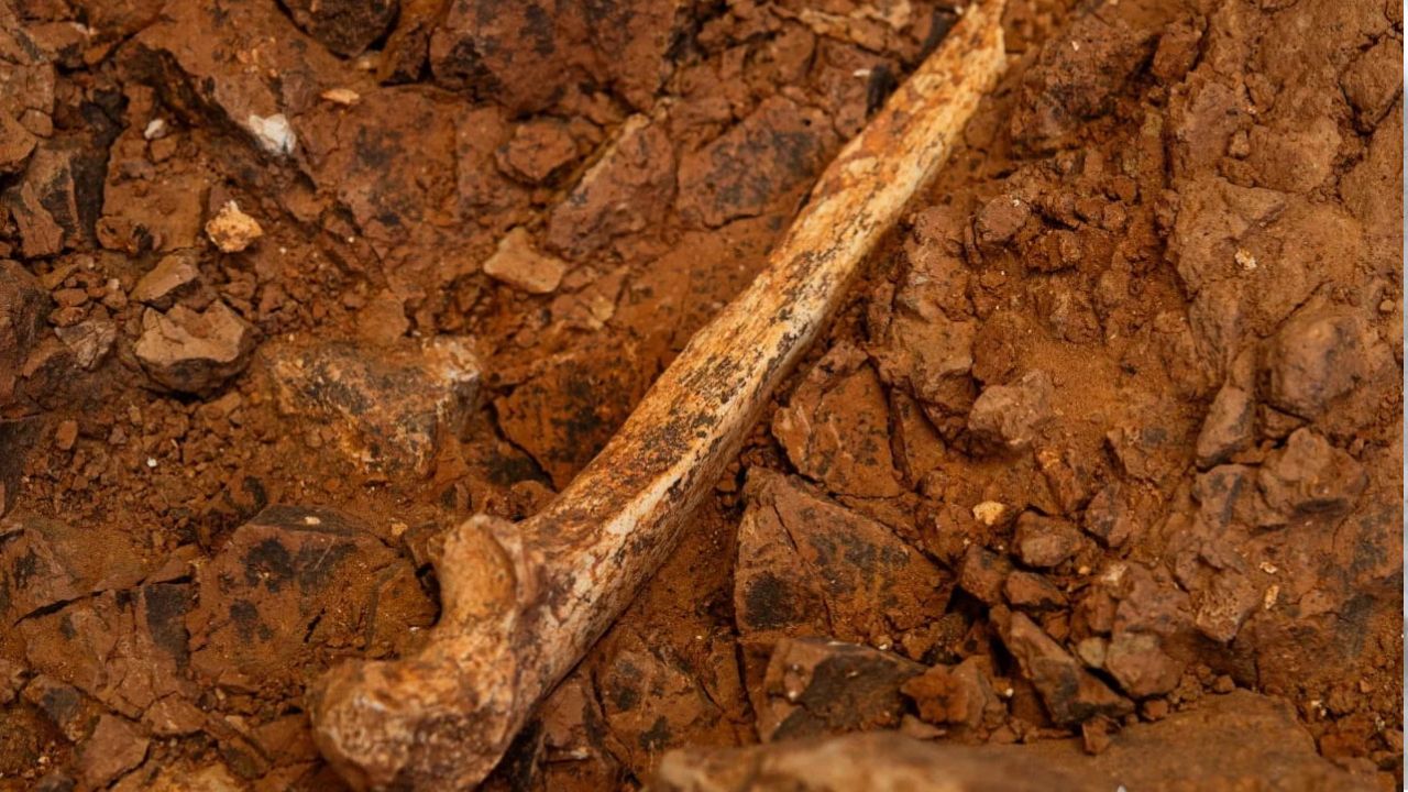 Novos fósseis revelam que os Homo antecessor adultos foram vítimas de canibalismo - Aventuras na História