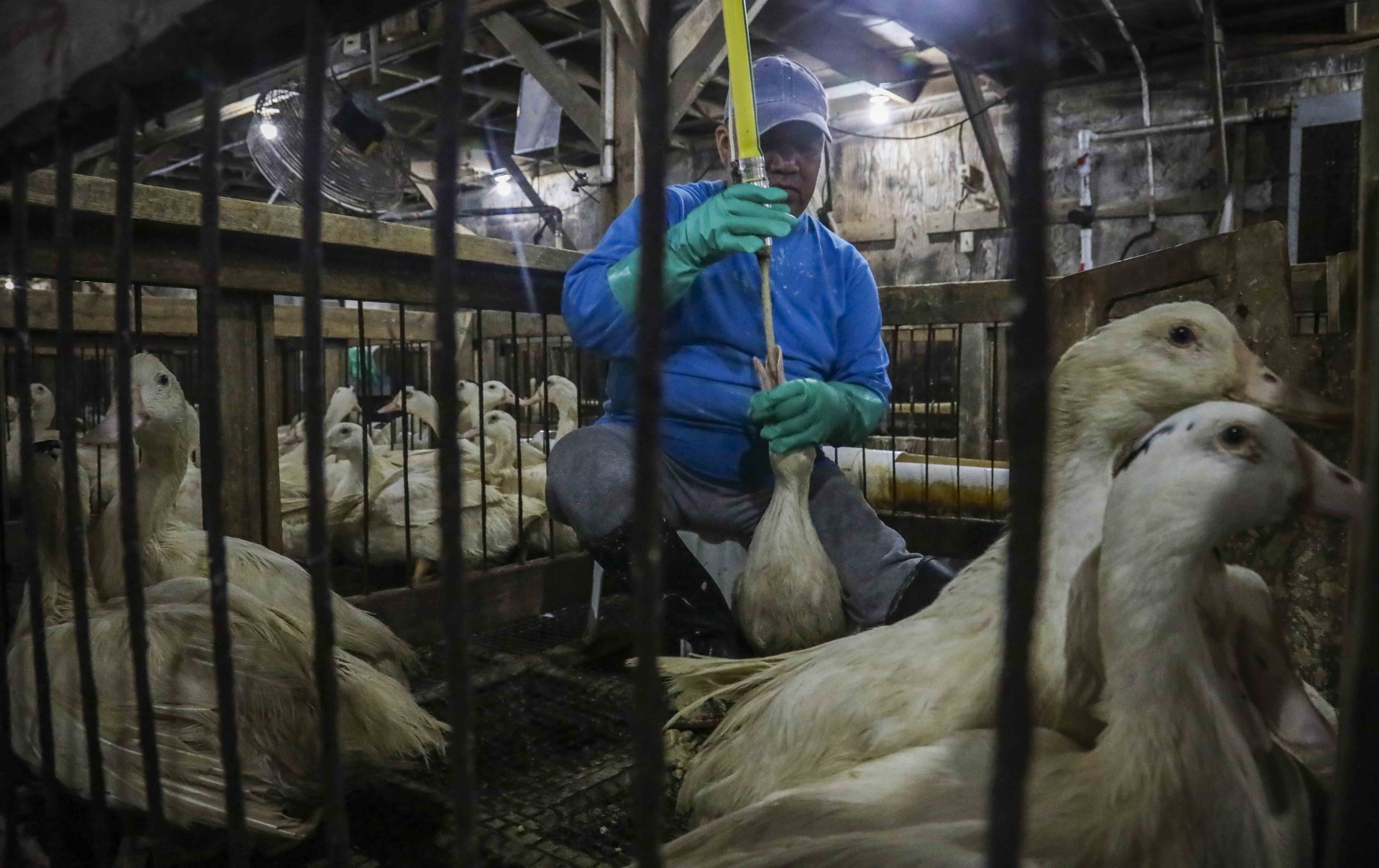 Veto ao foie gras no Brasil reacende tensão comercial com a França G1