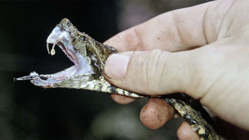 Veneno quebra resistência do parasita da esquistossomose