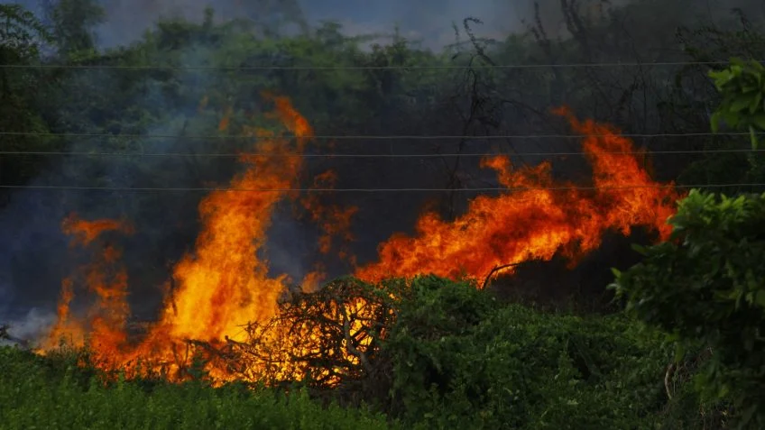 Incêndios já queimaram 254 mil hectares na Europa em 2026