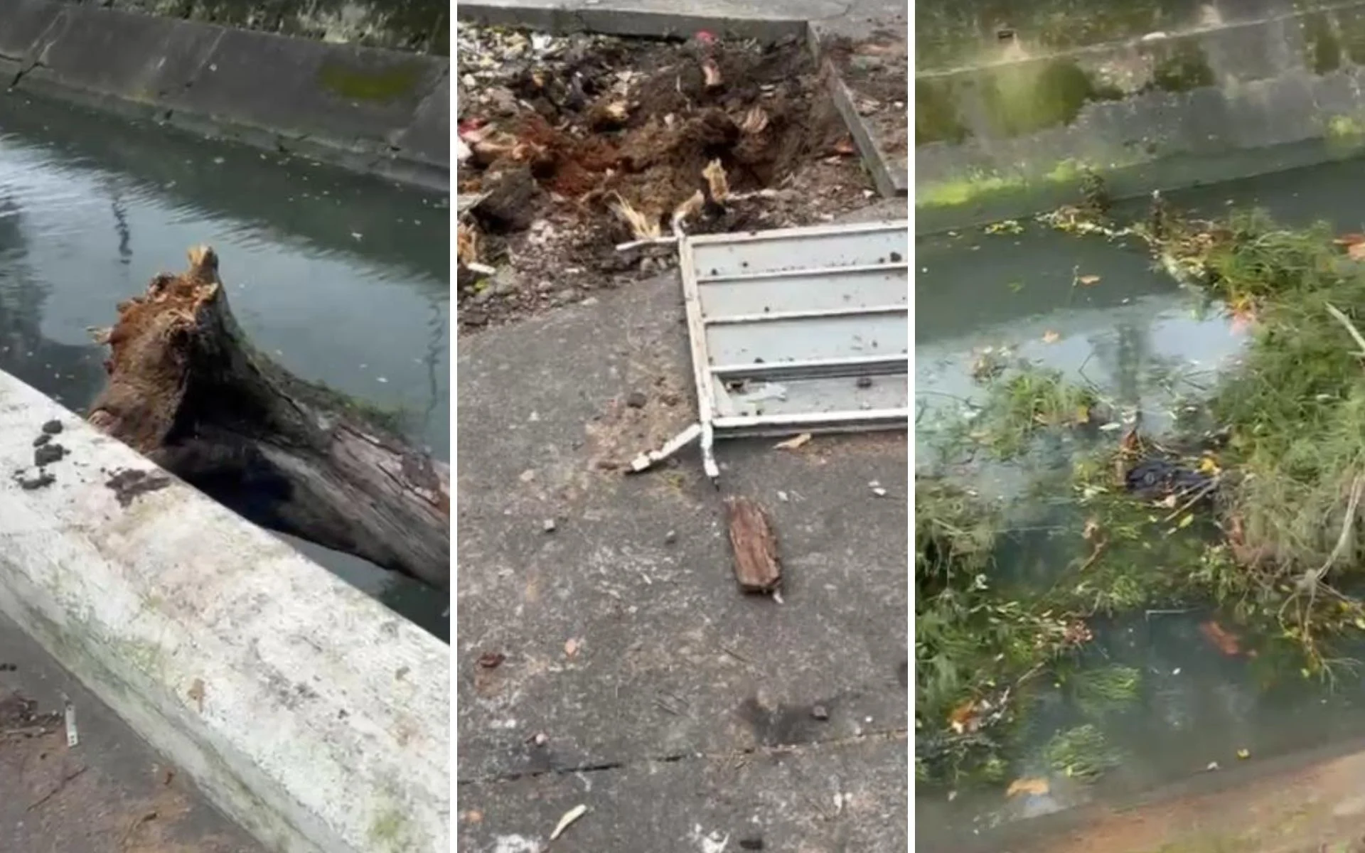 Homem morre após ser atingido por uma arvore durante forte ventania