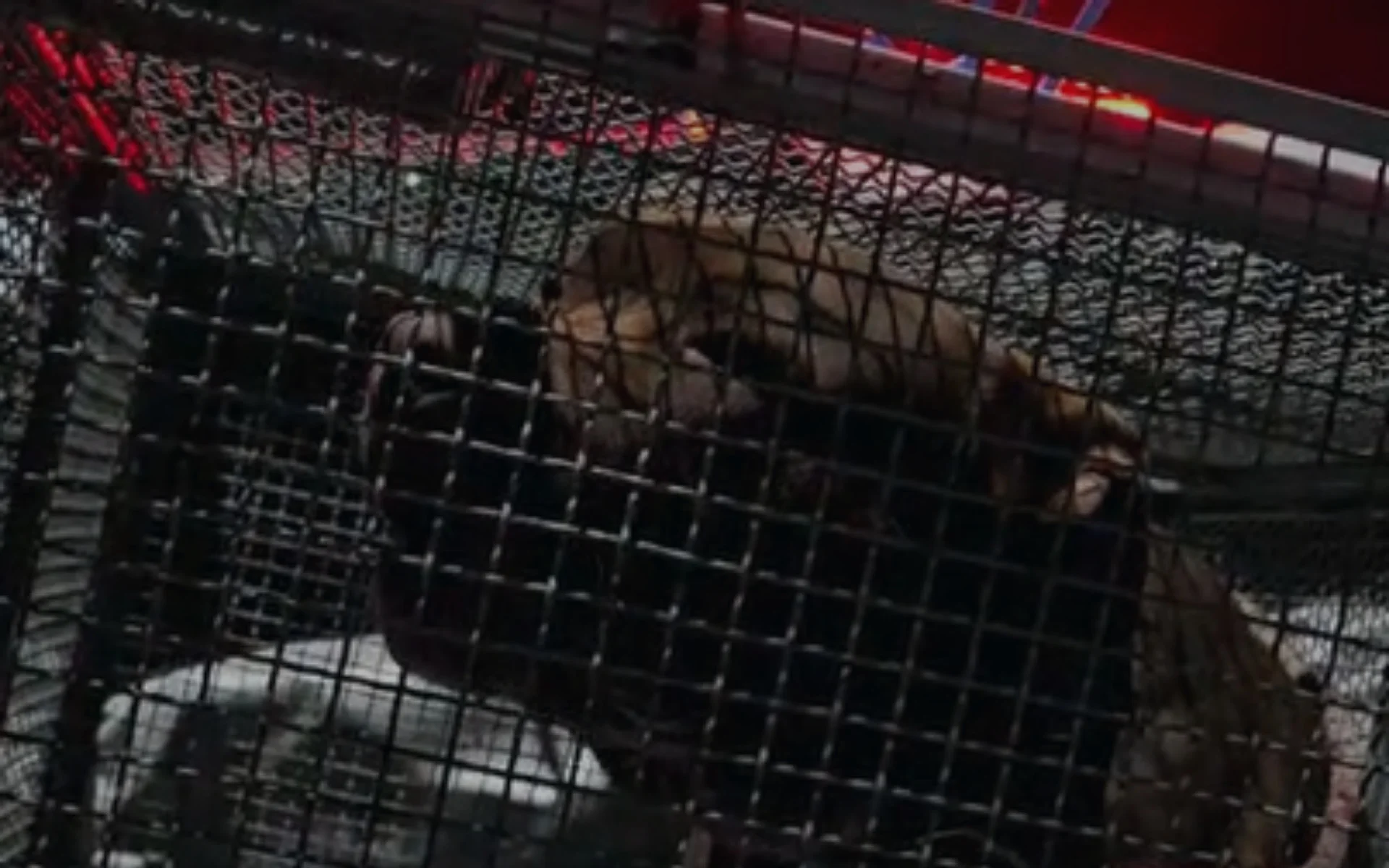 Mulher morre após ataque de pitbull enquanto tentava alimentá-lo no litoral norte abc+