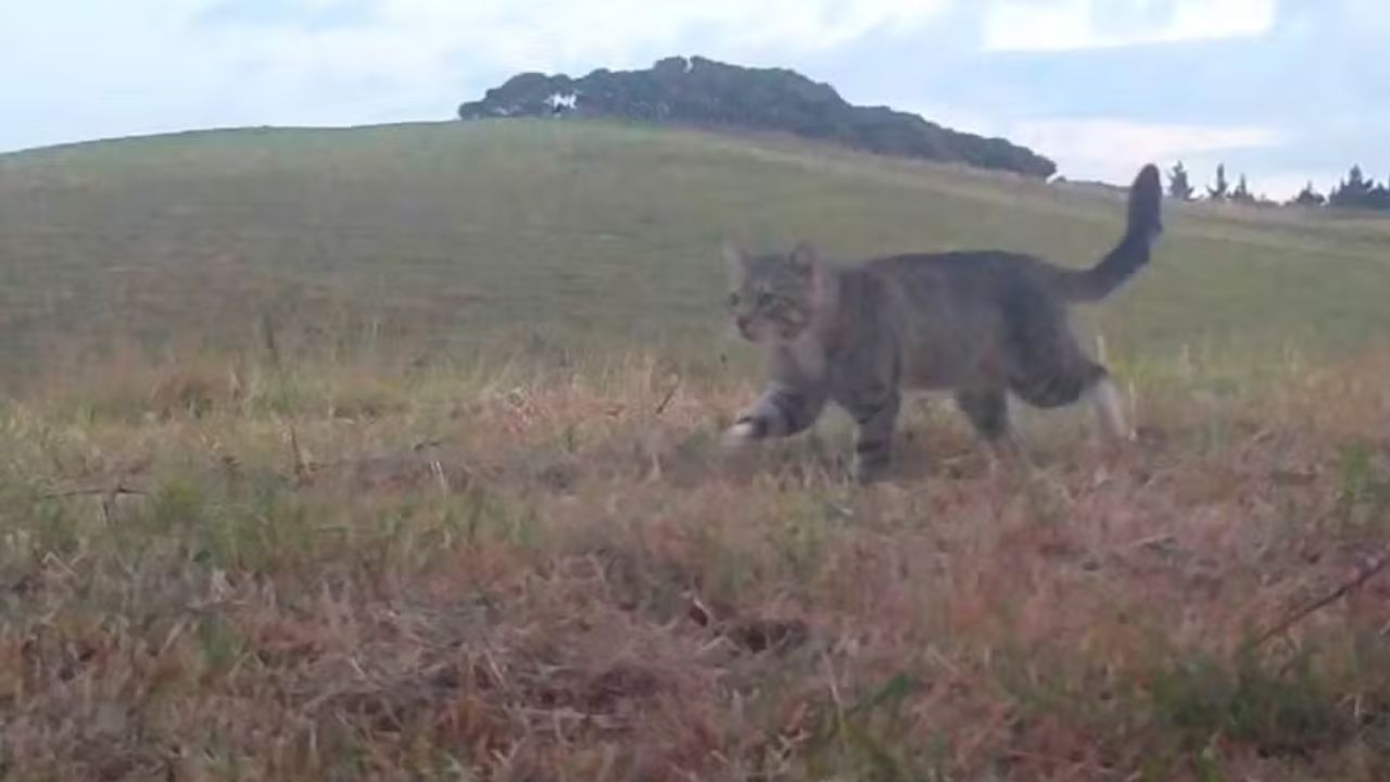 Gato que matou dezenas de aves raras é capturado após 3 anos de tentativas - Aventuras na História