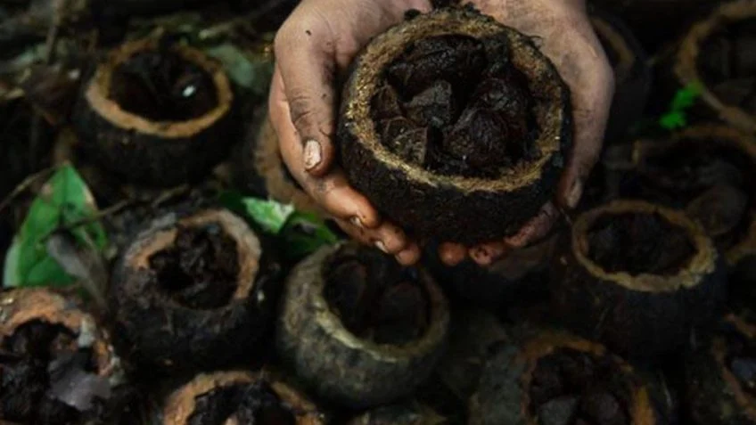 Castanha produzida por indígenas ganha pagamento por serviço ambiental