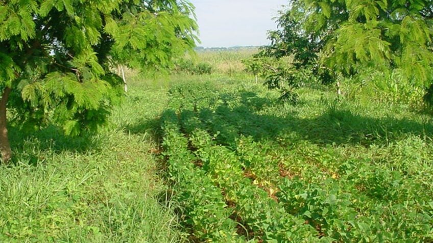 Embrapa cria sistema agrícola certificado para comunidades rurais
