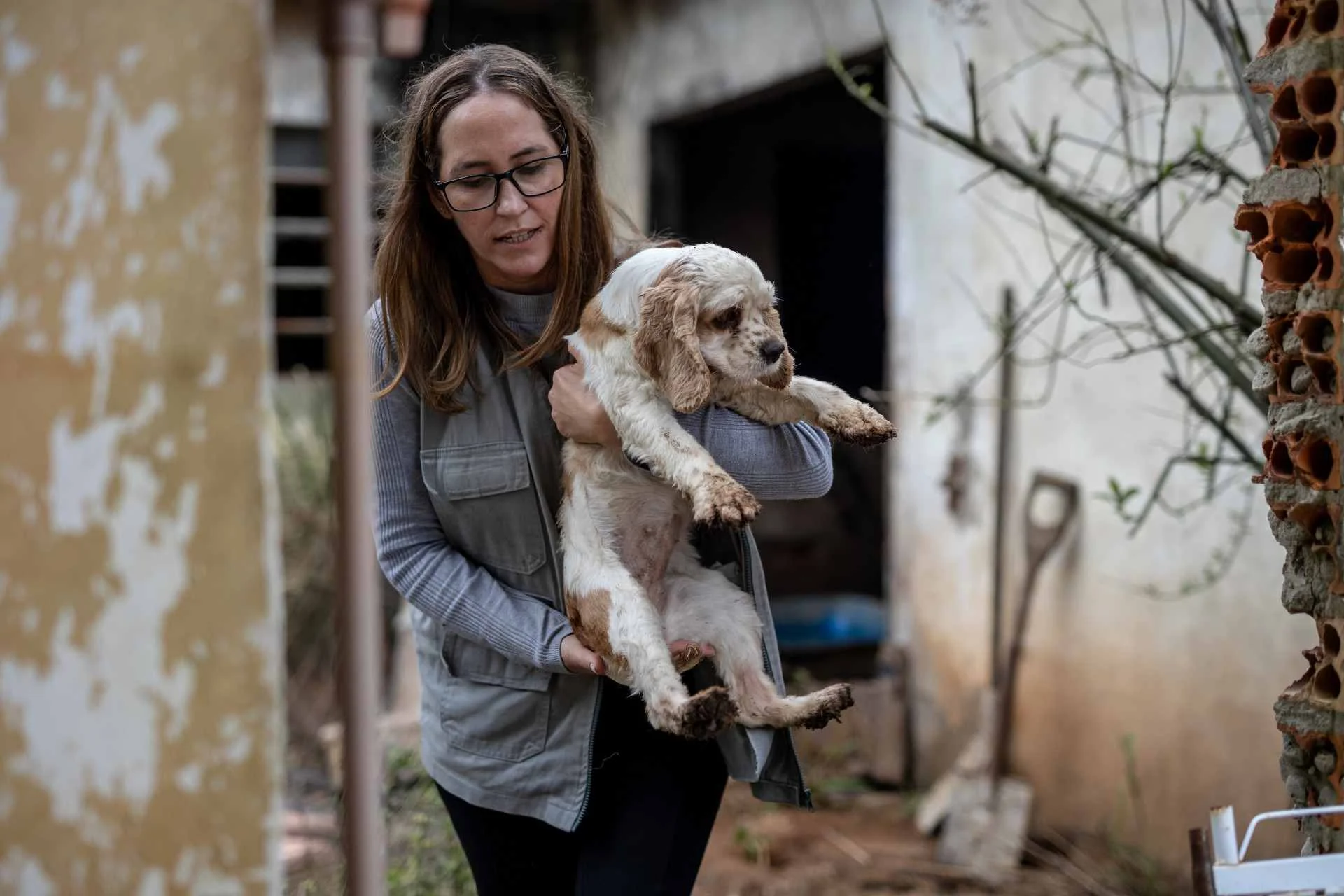 Saiba onde estão os cães resgatados de canil clandestino em Canoas e se há definição sobre adoções abc+