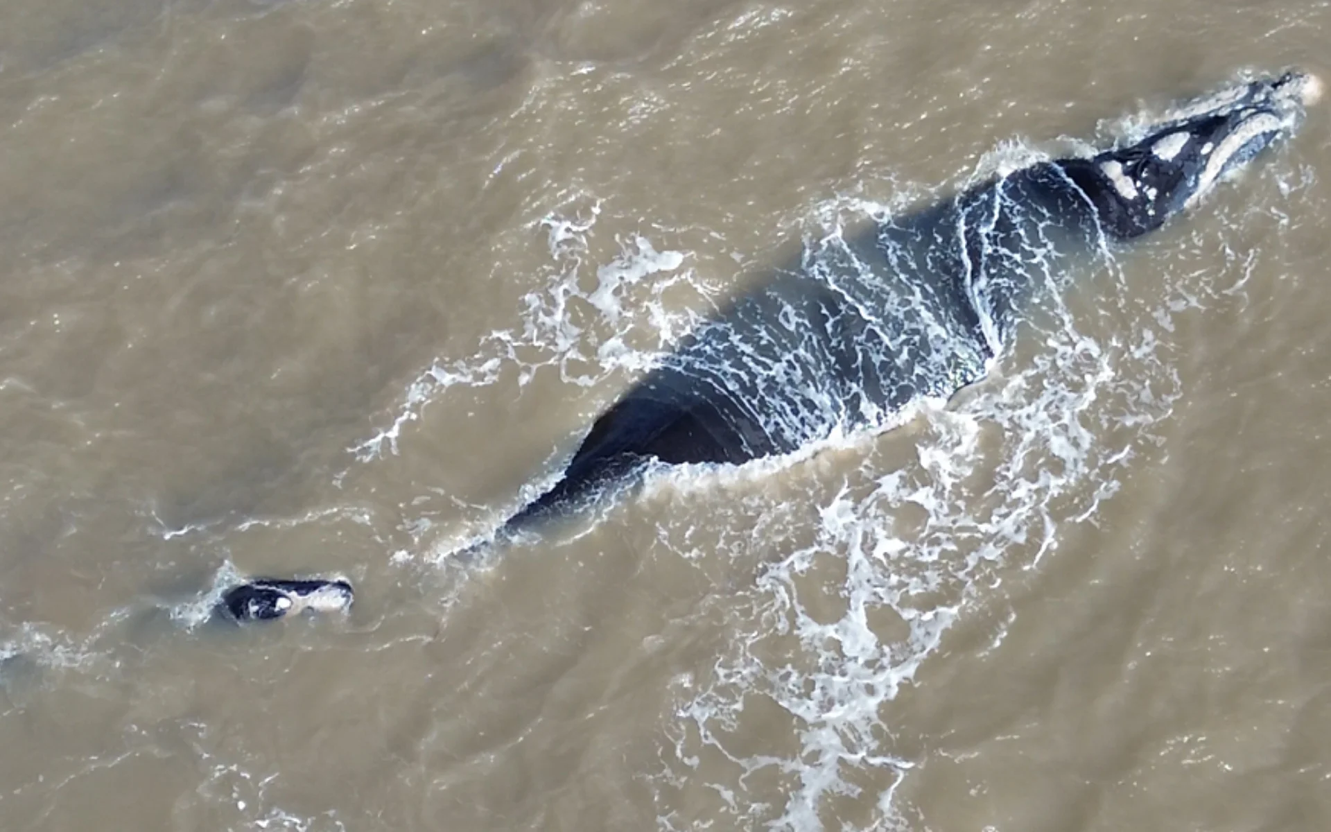 VÍDEO: Baleia-franca é flagrada com filhote a cerca de 700 metros da costa em Tramandaí abc+