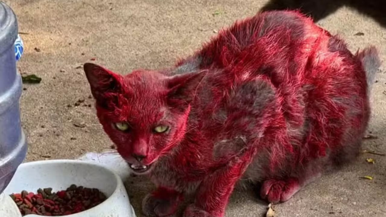 Ninguém sabe por que esta gata ficou vermelha, e autoridades alertam: “Mantenham distância” - Aventuras na História