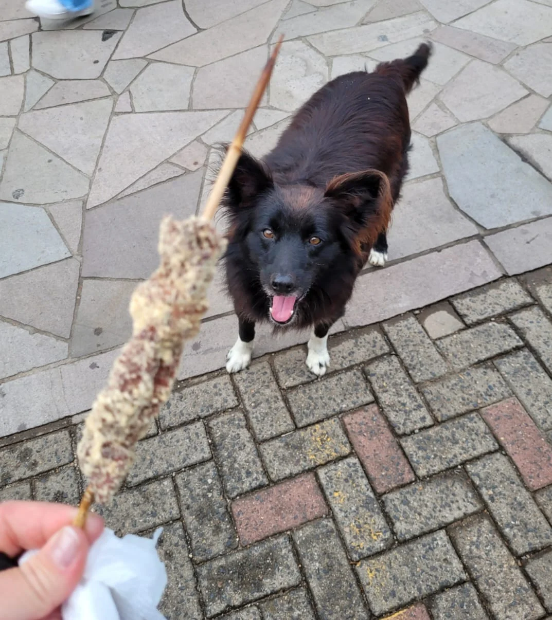 Imagens de câmeras de segurança mostram momento em que cão comunitário Dorflex é atropelado em Gramado abc+