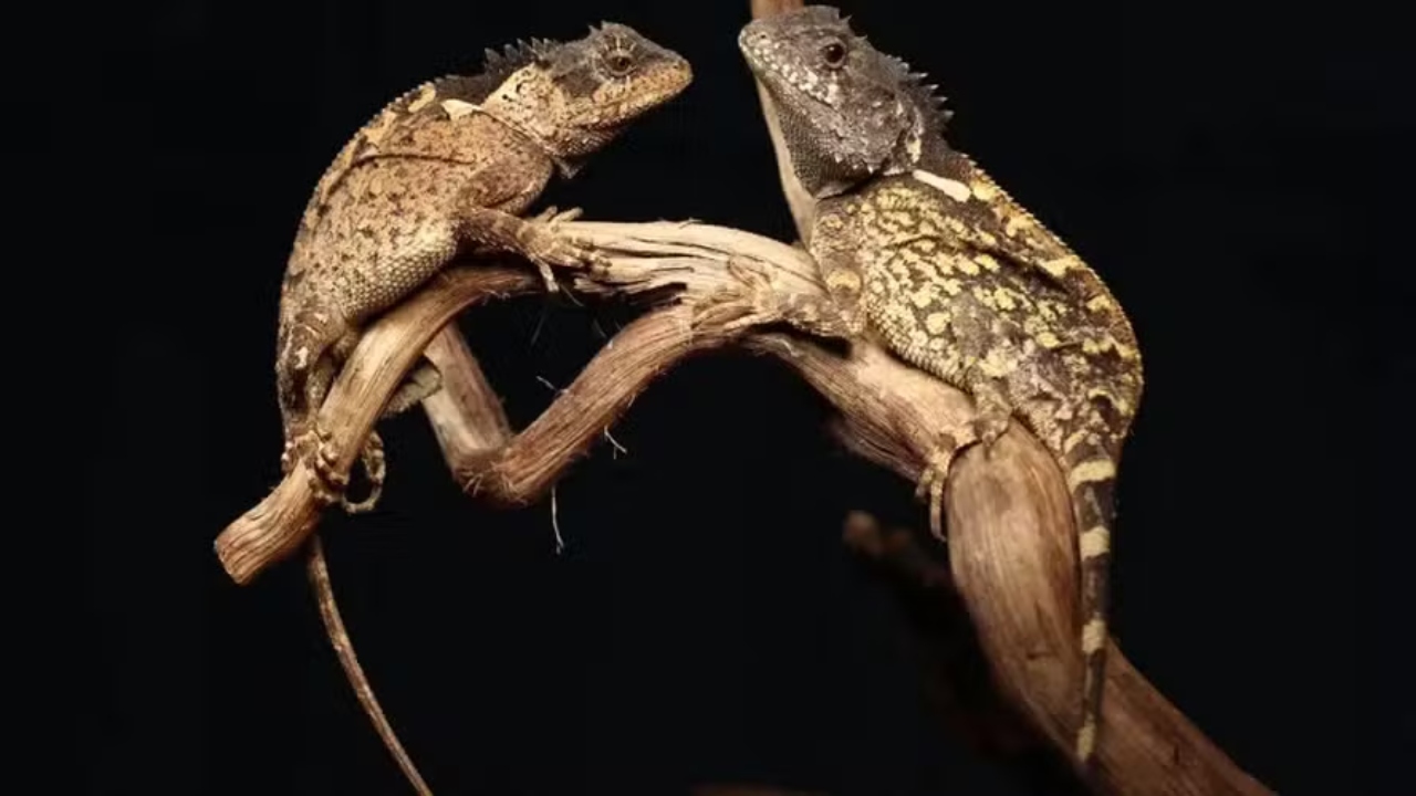 Lagarto com pescoço verde é nomeado em homenagem a dragão de Game of Thrones - Aventuras na História