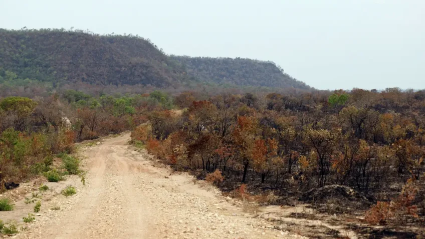 Menor vegetação nativa expõe mais o país ao El Niño, diz Mapbiomas