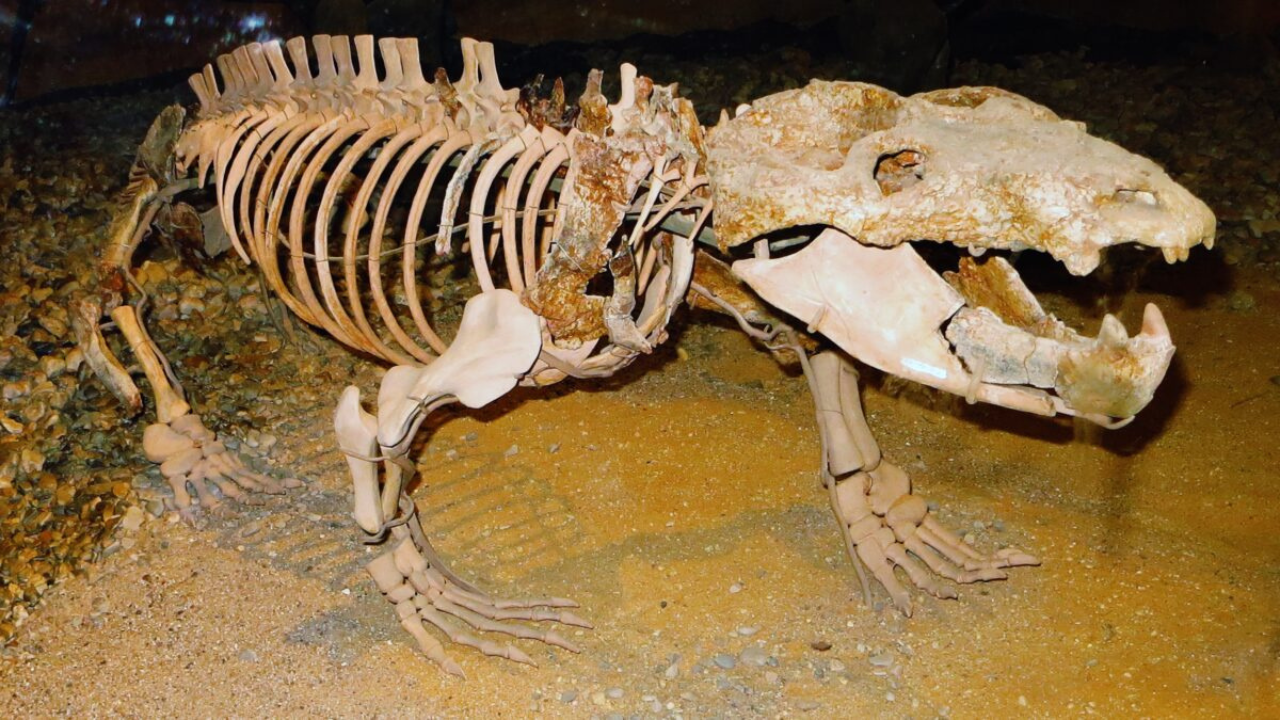 Fóssil de 236 milhões de anos pode mudar história do nascimento dos mamíferos - Aventuras na História