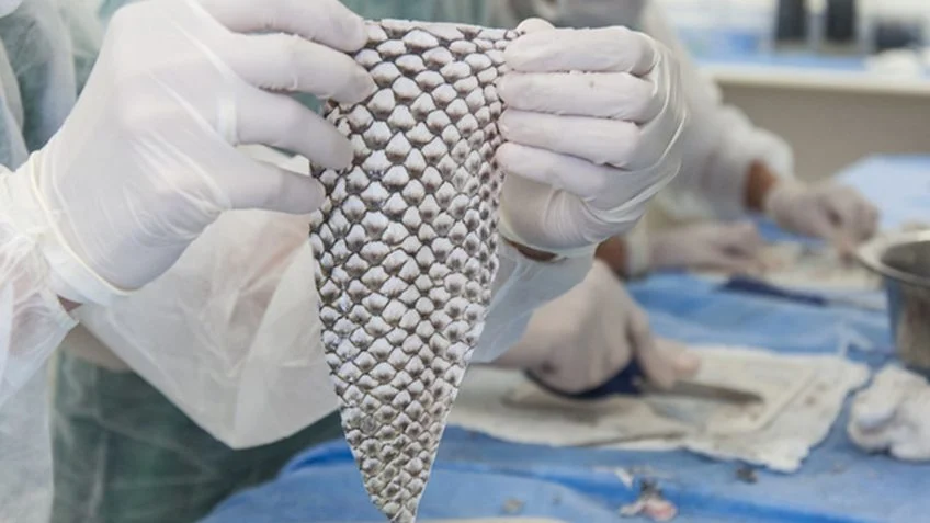 Ceará terá 1ª fábrica de pele de tilápia para tratar queimaduras