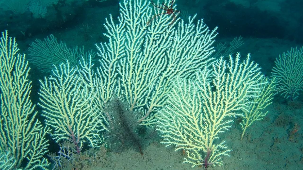 Recifes de coral considerados mortos há 60 anos são encontrados vivos - Aventuras na História