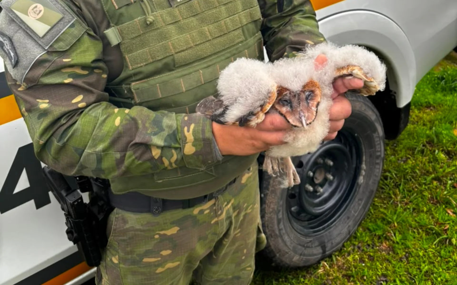 Cinco filhotes de coruja são encontrados em forro de imóvel no RS veja vídeo abc+