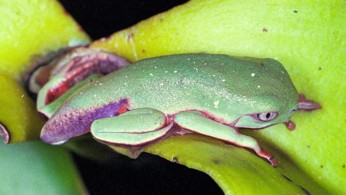 Vírus reduz em 83% população de pererecas em reserva da Mata Atlântica