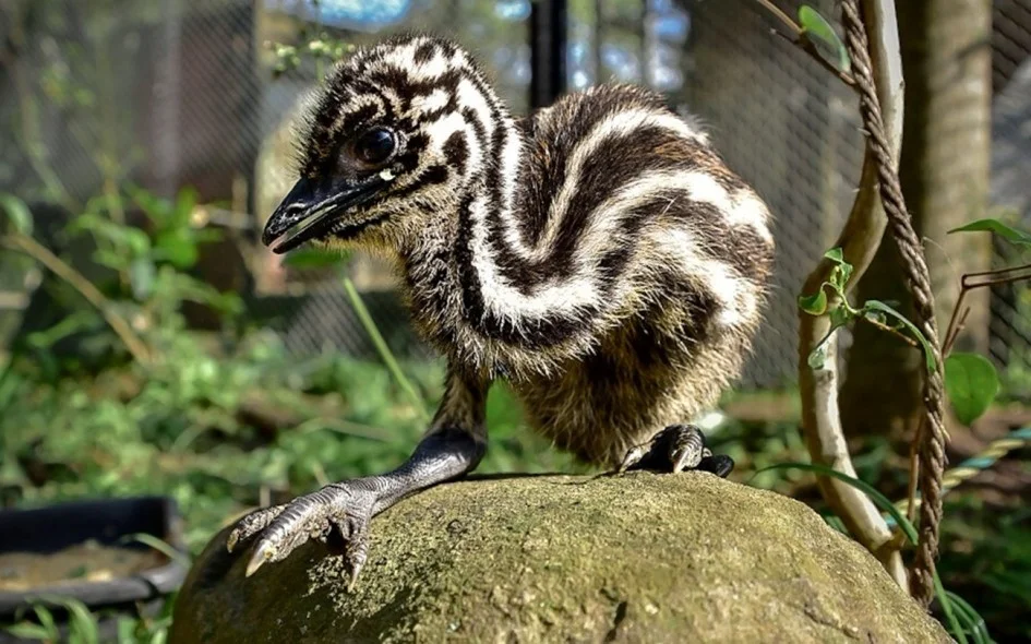 Zoo divulga as primeiras imagens do seu recém-nascido emu abc+