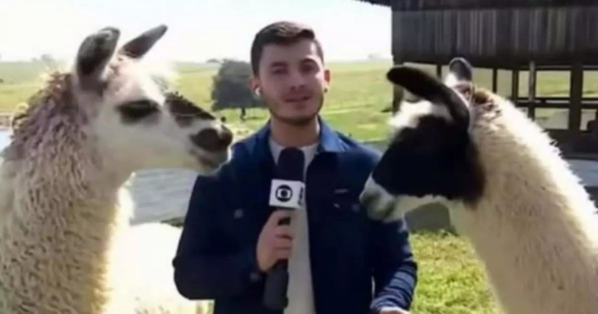 Cuspiu Jornalista da Globo leva susto ao vivo com lhama perto dele