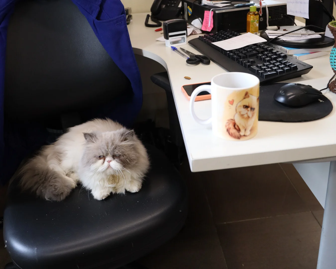 Bóris, o funcionário de quatro patas que conquistou a Promotoria de São Leopoldo abc+