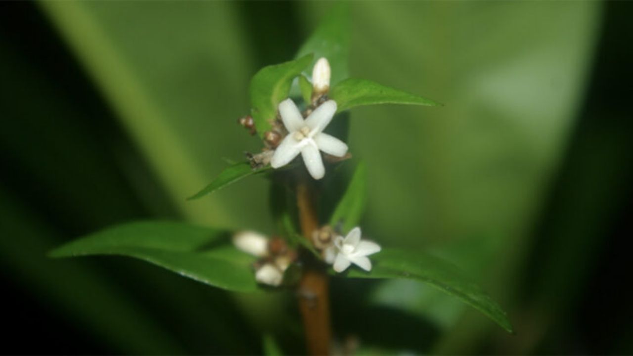 Nova espécie de planta é descoberta na Mata Atlântica - Aventuras na História