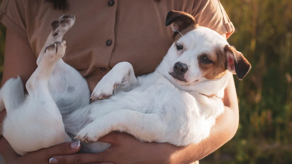 Exames indicam que cães diferenciam medo e tristeza em humanos
