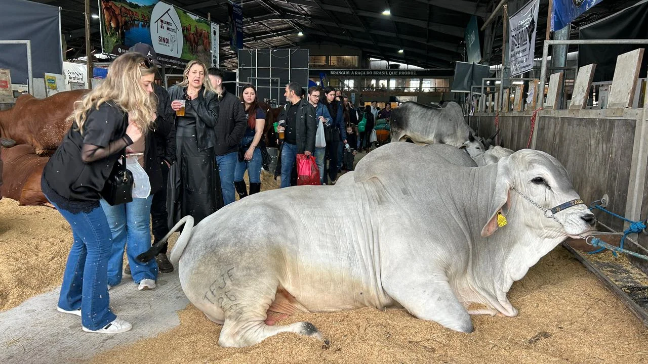 EXPOINTER: Chuva dá uma trégua e domingo é de movimento no Parque Assis Brasil abc+