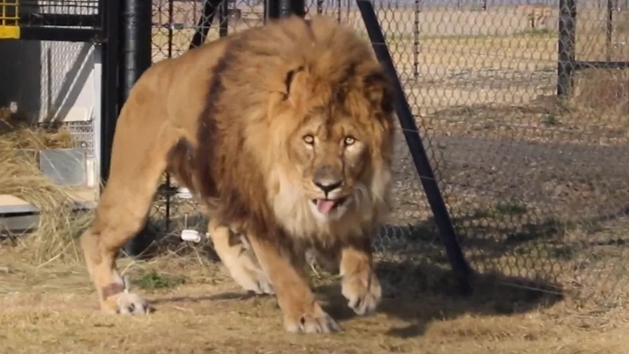 Leão é abandonado em zoológico, perde o rugido e o recupera no fim da vida - Aventuras na História