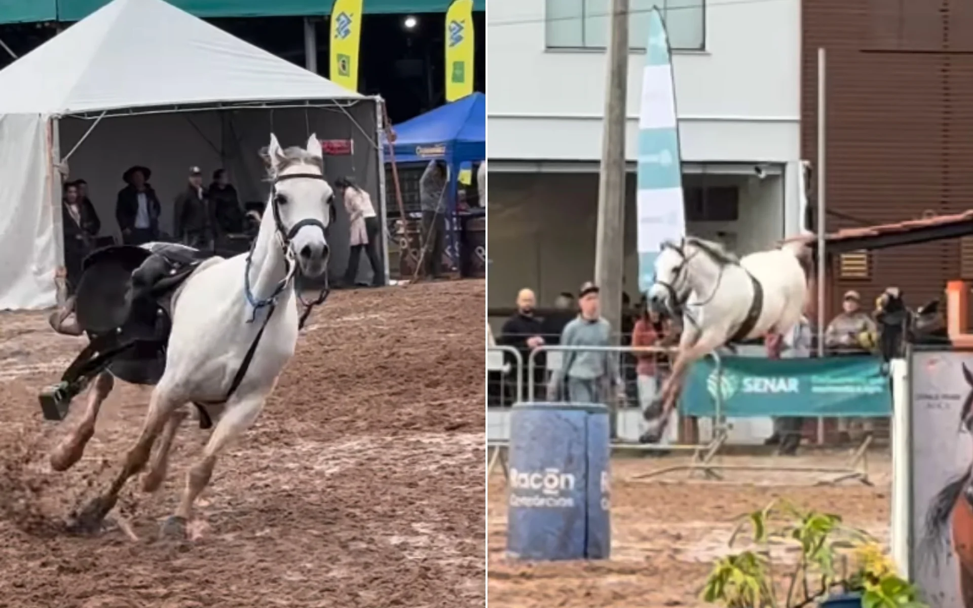 VÍDEO: Criança laça cavalo solto na Expointer após animal derrubar cavaleiro assista abc+