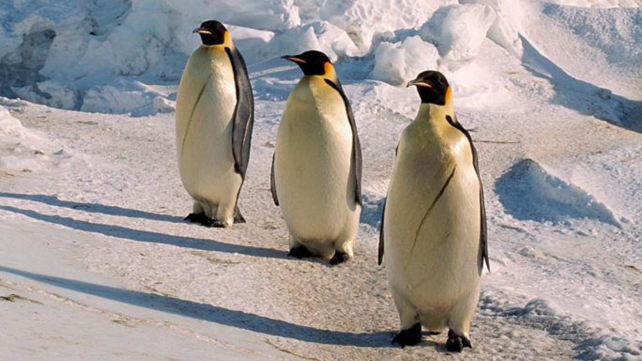 Pinguins-imperadores podem desaparecer até 2100 por perda de gelo - Aventuras na História