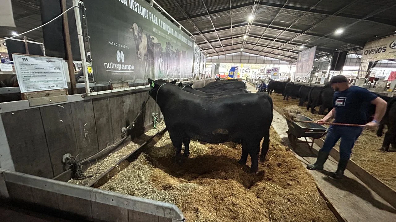 Morte de três touros e de cavalo avaliado em R$ 100 mil é investigada na Expointer abc+